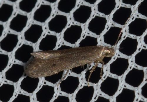 Monochroa sp.